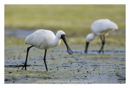 spoonbill